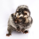An African crested rat (omg look at those adorable little hands).